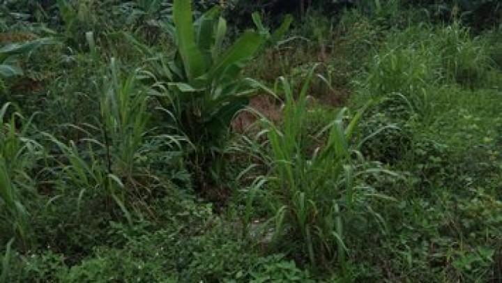 Kegiatan Peninjauan Lokasi Tanah Di Kelurahan Budaya Pampang