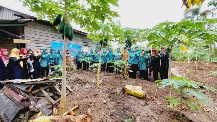 Penanaman  Pohon cabe Se Indonesia