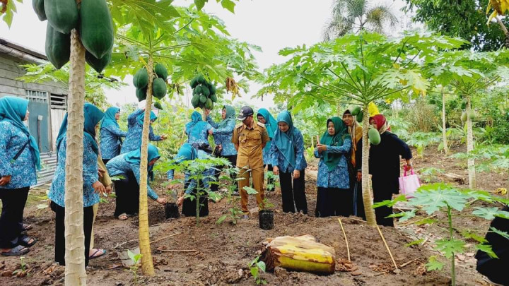Penanaman  Pohon cabe Se Indonesia