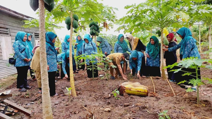Penanaman  Pohon cabe Se Indonesia