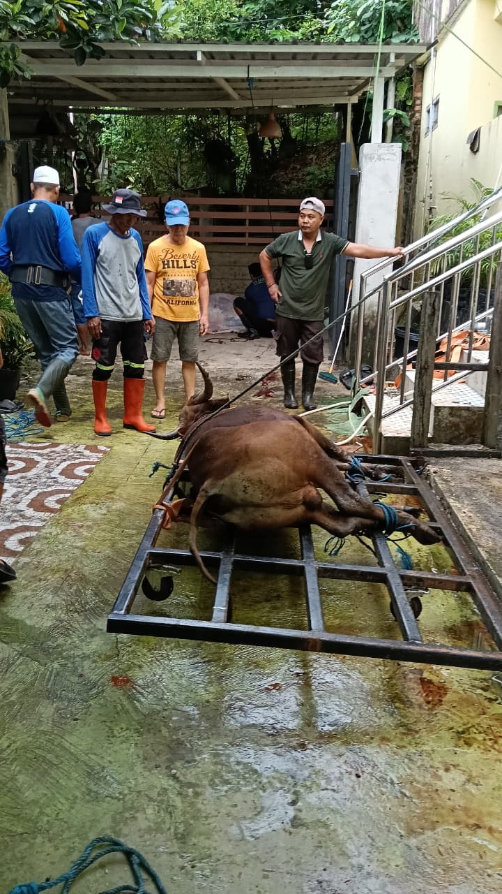 Mohon ijin Melaporkan 07/06/2025  Telah di Terima dan laksanakan Pemotongan Hewan Qurban (sapi) dari Bapak Walikota untuk Mesjid Jami' Baitul Jabbar Jl.Cermai Kelurahan Jawa Kecamatan Samarinda Ulu serta. Serta Pembagian Beras untuk Warga Kelurahan Jawa yang diberikan Oleh Toko Emas Sejati