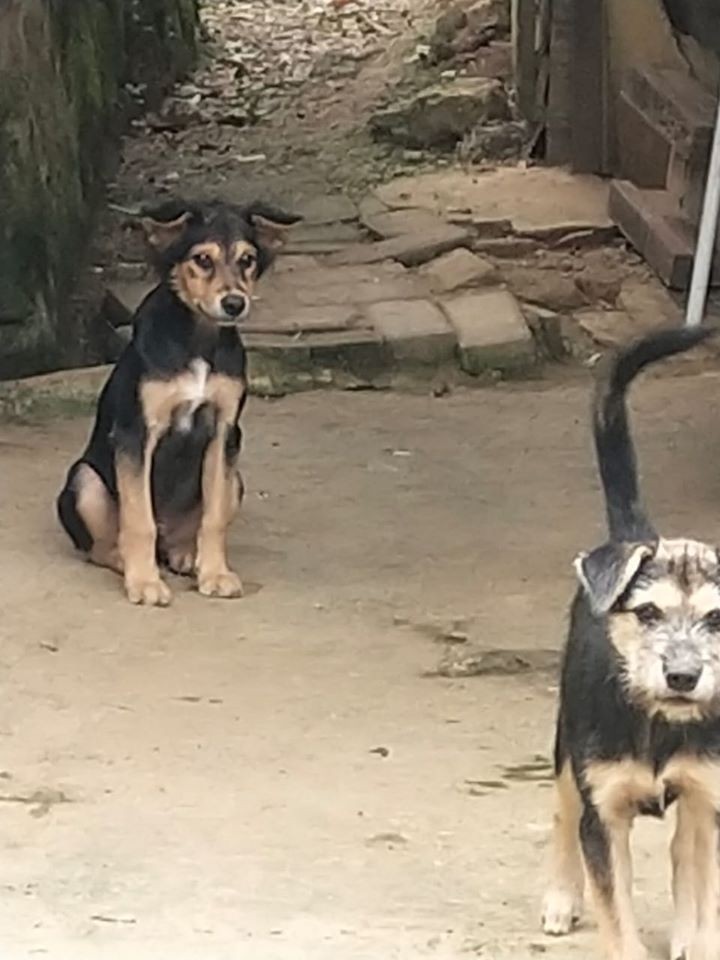 09 Desember 2019 ... Peninjauan lapangan oleh Sekretaris Lurah Karang Anyar bersama Kasi Pemerintahan dan Trantib serta Bhabinkamtibmas dan Satpol PP Kel. Karang Anyar terkait laporan warga perihal kepemilikan anjing warga  di Jl. Kelapa Gading RT 11