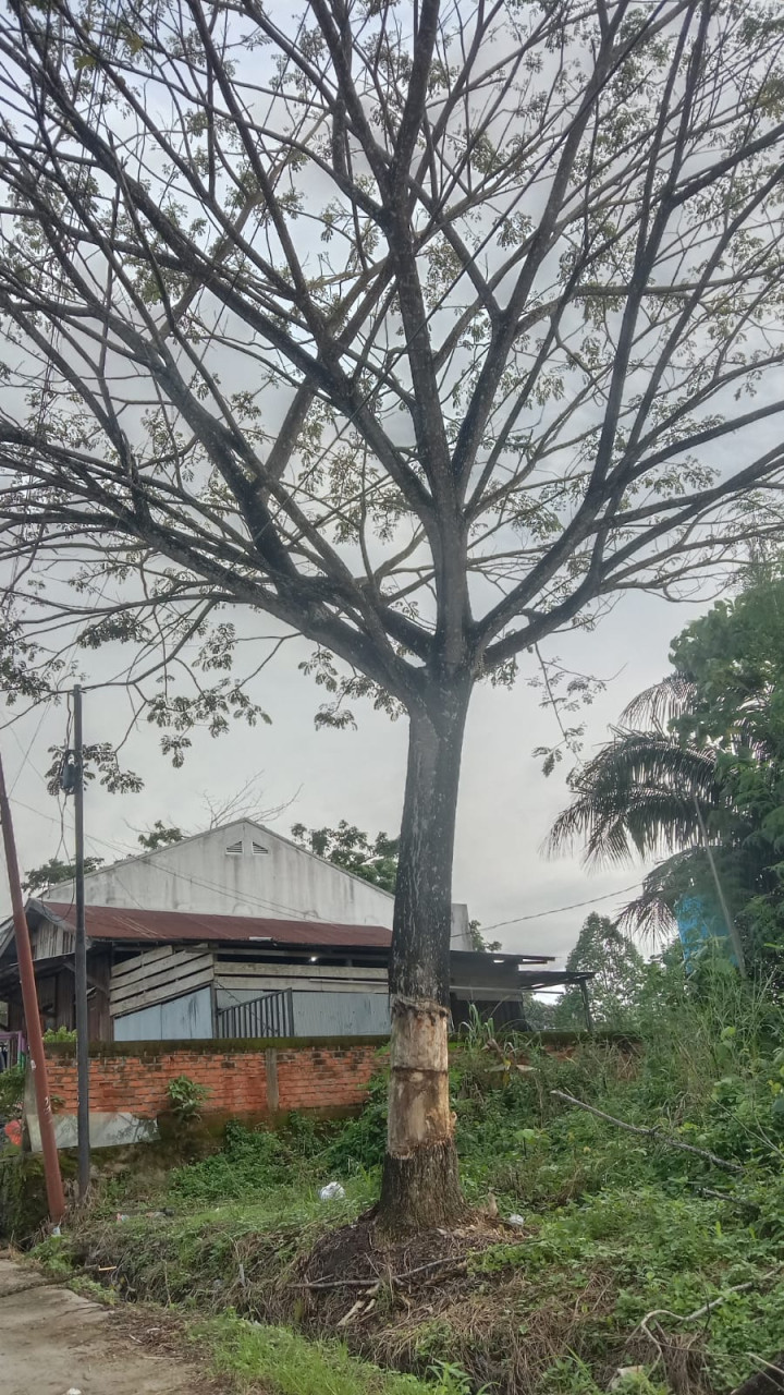 Minggu, 14 Januari 2024, Lurah diwakili staf menghadiri dan mengawasi jalannya kegiatan gotong royong di RT. 037 & 038 Jalan Kelapa Gading