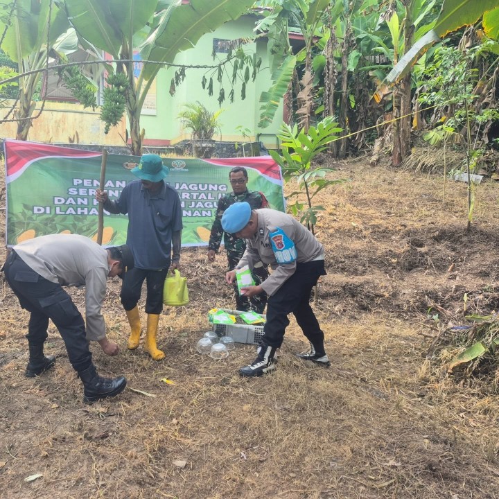 Kamis, 25 September 2025  Kegiatan penanaman jagung dari Polsek Sungai Kunjang di lahan tidur Kantor Kelurahan Karang Anyar dalam rangka mendukung program Ketahanan Pangan Nasional