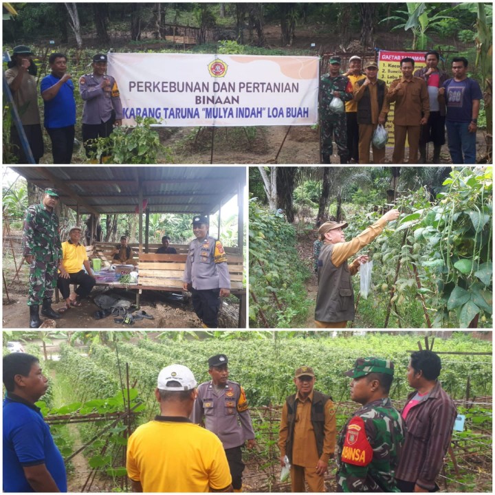 Panen Tanaman di Kebun Binaan Karang Taruna Loa Buah