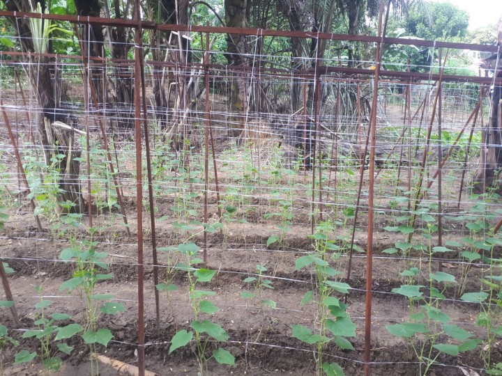 Panen Tanaman di Kebun Binaan Karang Taruna Loa Buah