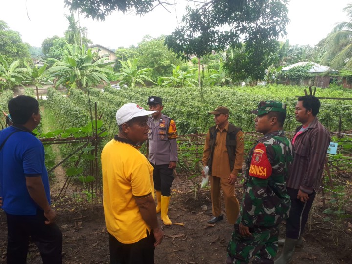 Panen Tanaman di Kebun Binaan Karang Taruna Loa Buah