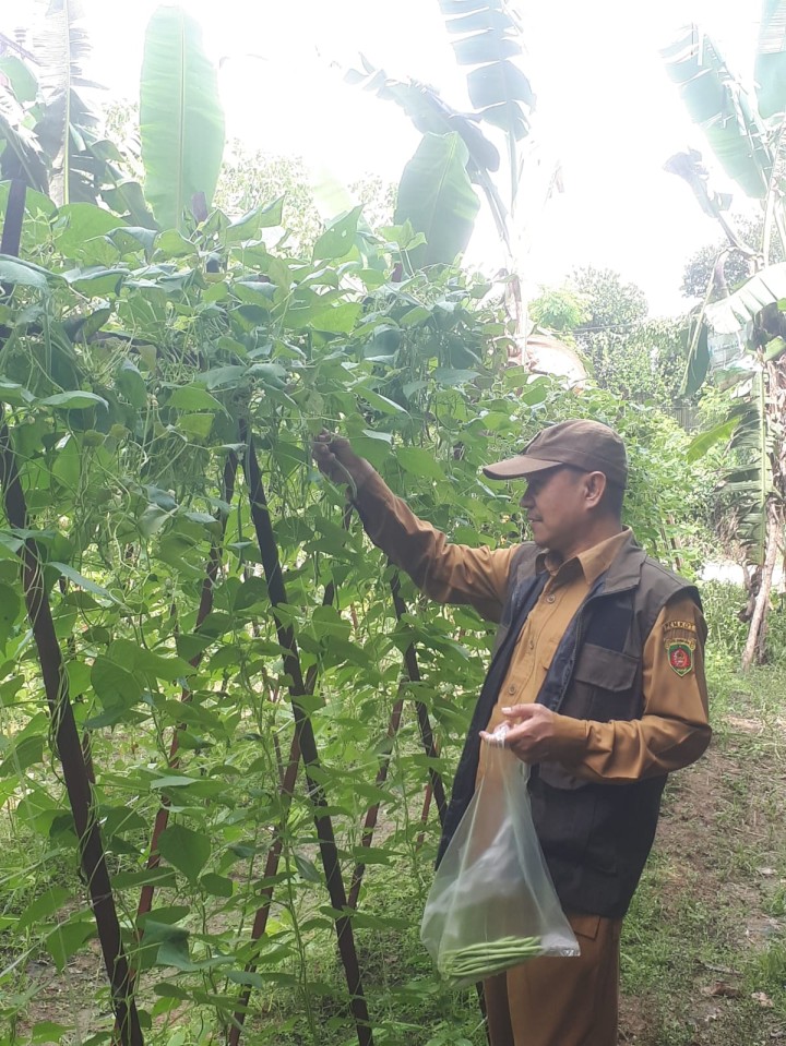 Panen Tanaman di Kebun Binaan Karang Taruna Loa Buah