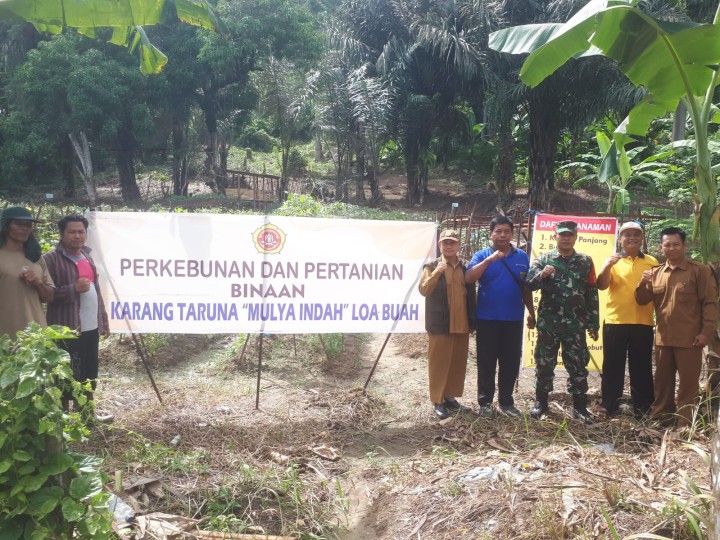 Panen Tanaman di Kebun Binaan Karang Taruna Loa Buah