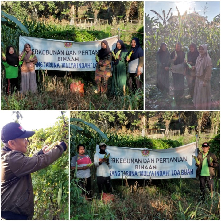 Panen Pare dan Jagung di Kebun Binaan Karang Taruna Mulya Indah Loa Buah