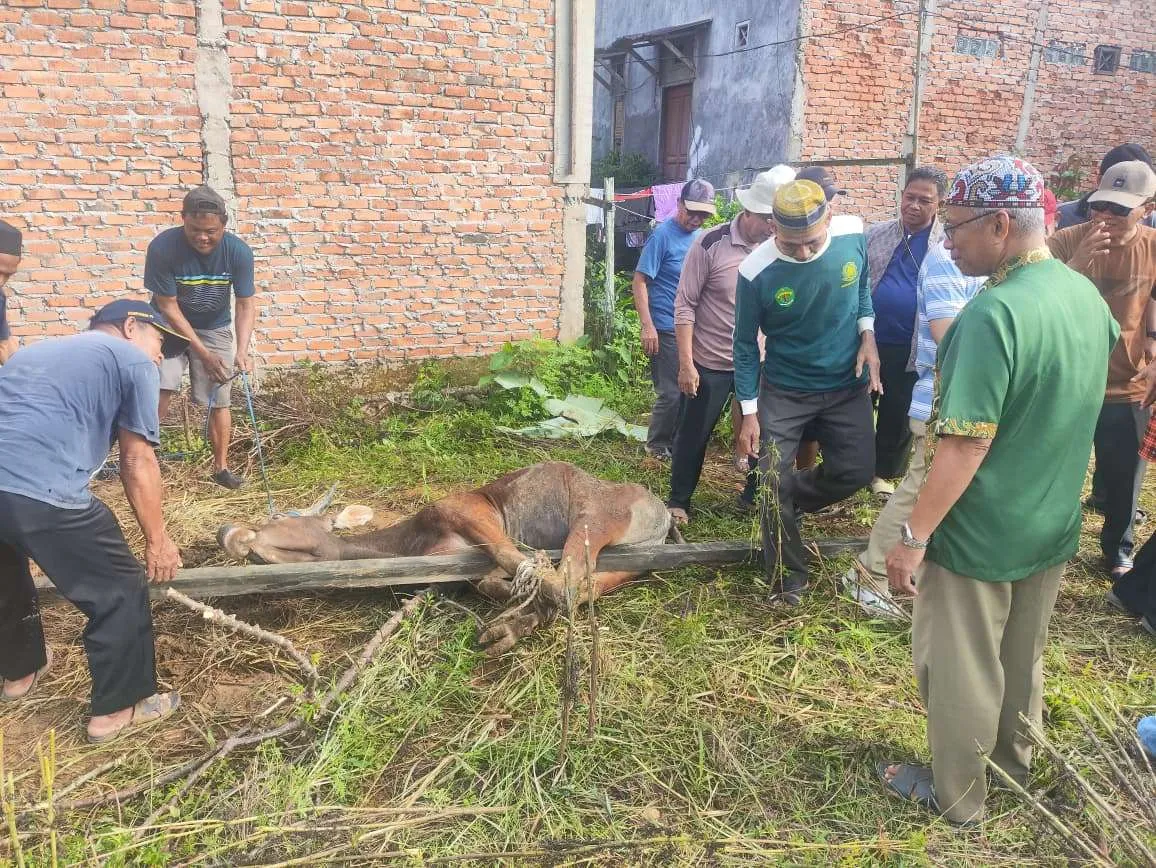 Kegiatan Penyembelihan Hewan Qurban Idul Adha 1447 H