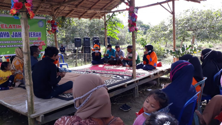 PELATIHAN BUDIDAYA JAHE MERAH