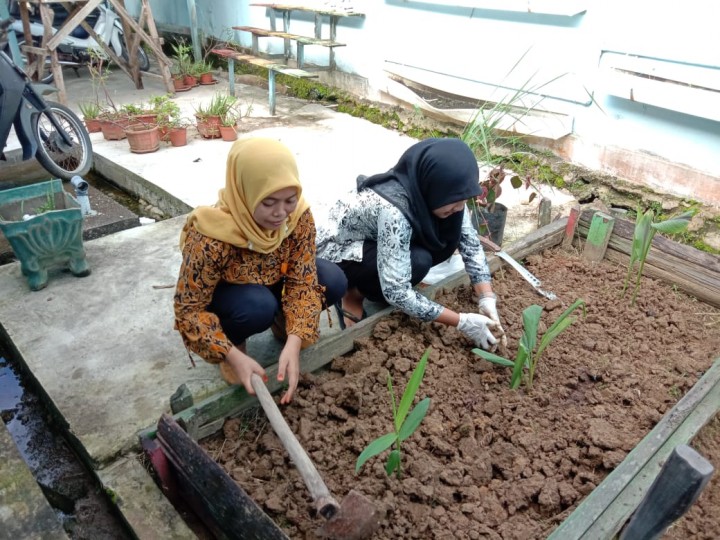 Proses penanaman Toga