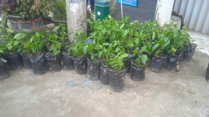 Bantuan BANK INDONESIA (BI) 100 Pohon Bibit Cabe Untuk Kampung KB Mangkupalas Kencana