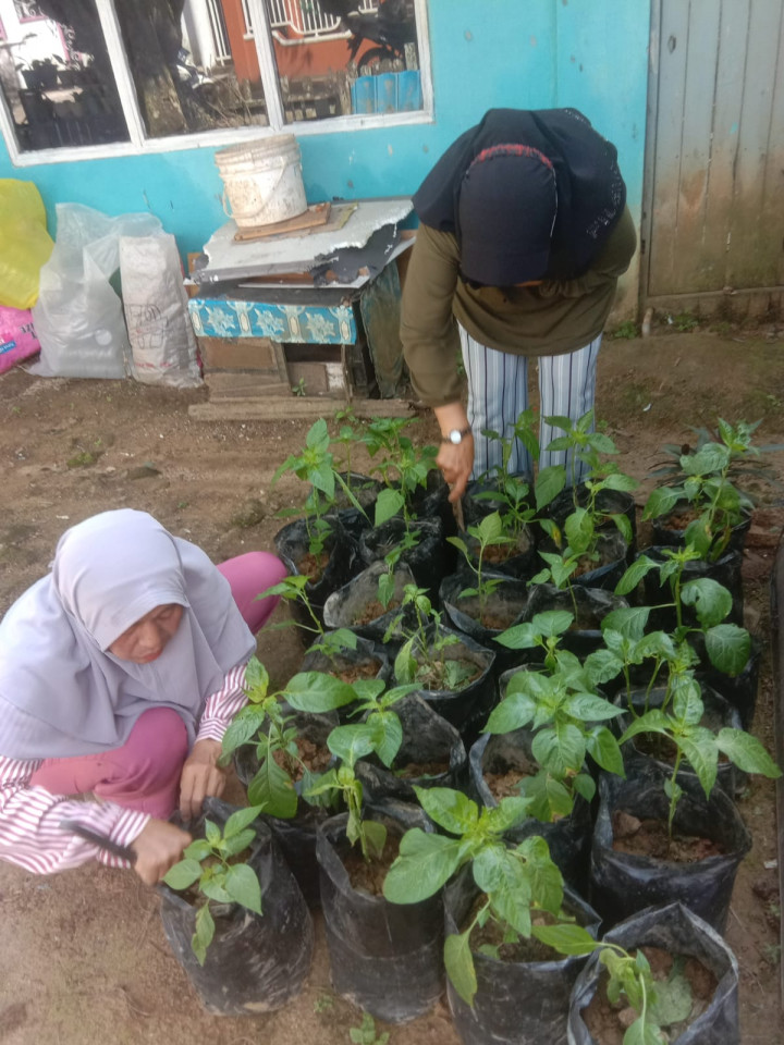 Bantuan BANK INDONESIA (BI) 100 Pohon Bibit Cabe Untuk Kampung KB Mangkupalas Kencana