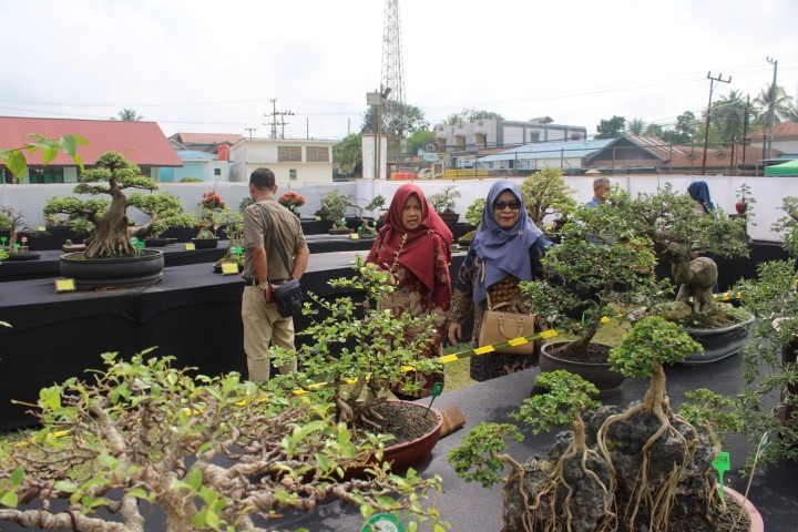 Pameran Local Bonsai Exhibition 2024.  "Teh Luxury Bonsai Of Pesut Mahakam"