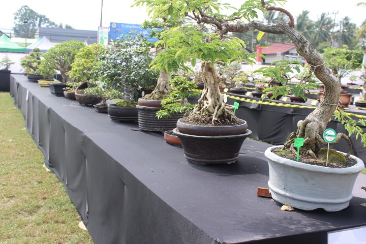 Pameran Local Bonsai Exhibition 2024.  "Teh Luxury Bonsai Of Pesut Mahakam"