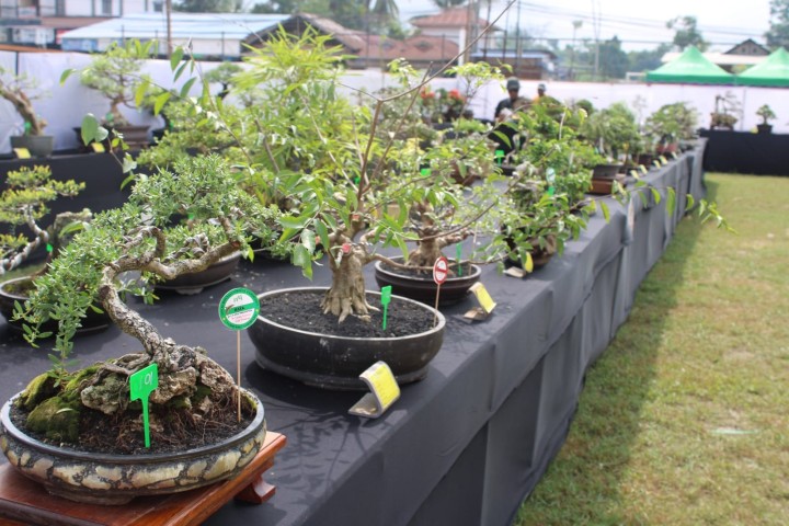 Pameran Local Bonsai Exhibition 2024.  "Teh Luxury Bonsai Of Pesut Mahakam"