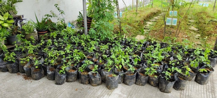 Giat, Jum'at 27 Desember 2024 Menerima Tanaman Lombok dari kecamatan Samarinda Utara ke Kelurahan Sempaja Barat untuk Dasawisma RT se-kelurahan sempaja barat & Menghadiri Rapat Program "Kartu Tetap Sasaran" di Dinas Perdagangan Kota Samarinda dihadiri Kasi Ekbang.