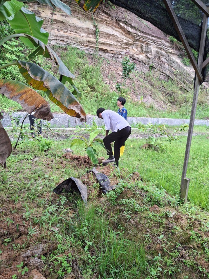 Giat sore, Rabu 17 September 2025 Kerja bakti penanaman pohon pisang dilingkungan kantor kelurahan sempaja barat oleh staf.