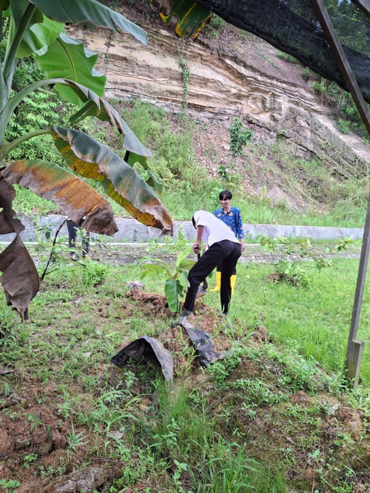 Giat sore, Rabu 17 September 2025 Kerja bakti penanaman pohon pisang dilingkungan kantor kelurahan sempaja barat oleh staf.
