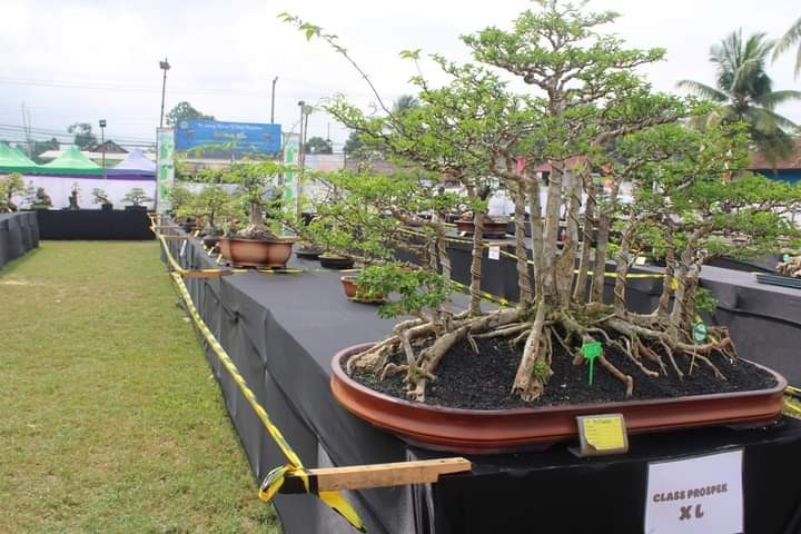 Menghadiri Undangan Pembukaan Pameran dan Kontes Bonsay "THE LUXURY BONSAY OF PESUT MAHAKAM" di Kelurahan Makroman