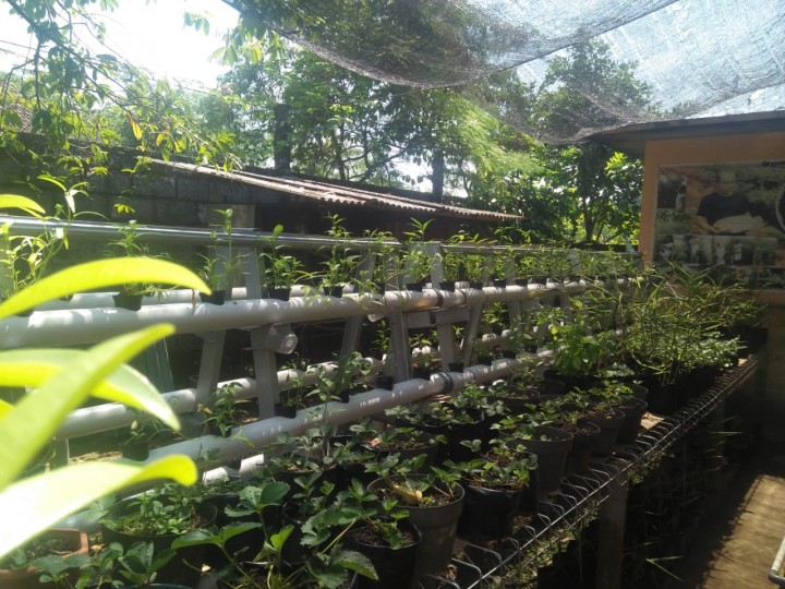 Studi Tiru Di Kelurahan Plalangan Kec. Gunung Jati Kota Semarang Jawa Tengah