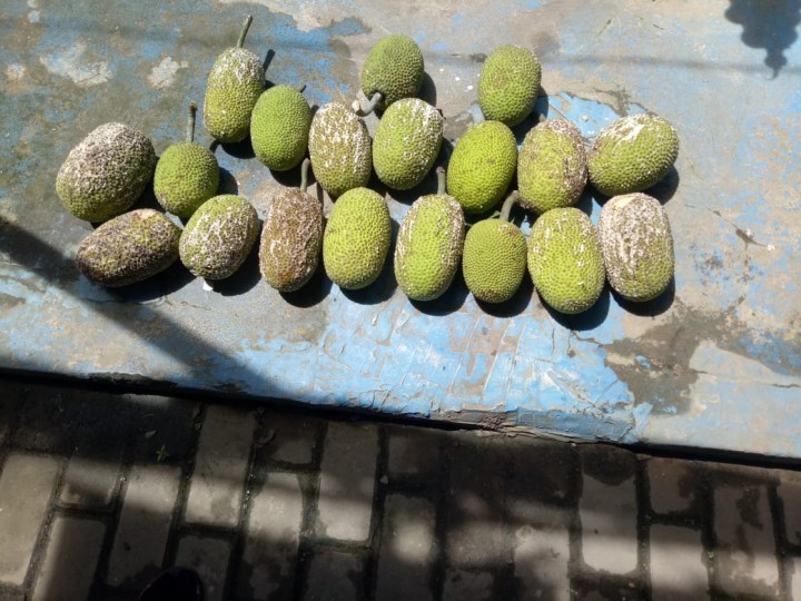 Panen Buah Sukun yang Dibagikan untuk Karyawan Tanaman Ketahanan Pangan di Kantor Kelurahan Tani Aman Kecamatan Loa Janan Ilir pada Rabu, 15 Juli 2020