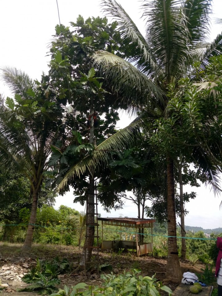 Panen Buah Sukun yang Dibagikan untuk Karyawan Tanaman Ketahanan Pangan di Kantor Kelurahan Tani Aman Kecamatan Loa Janan Ilir pada Rabu, 15 Juli 2020