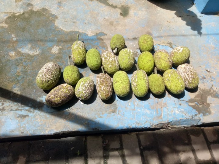 Panen Buah Sukun yang Dibagikan untuk Karyawan Tanaman Ketahanan Pangan di Kantor Kelurahan Tani Aman Kecamatan Loa Janan Ilir pada Rabu, 15 Juli 2020