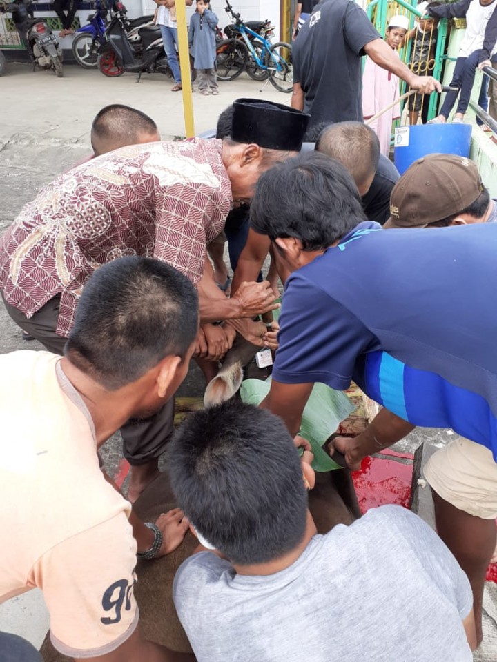 Kelurahan Tani Aman hewan Kurban yang dipotong  pada laporan Sementara 19 Sapi dan 13 Kambing