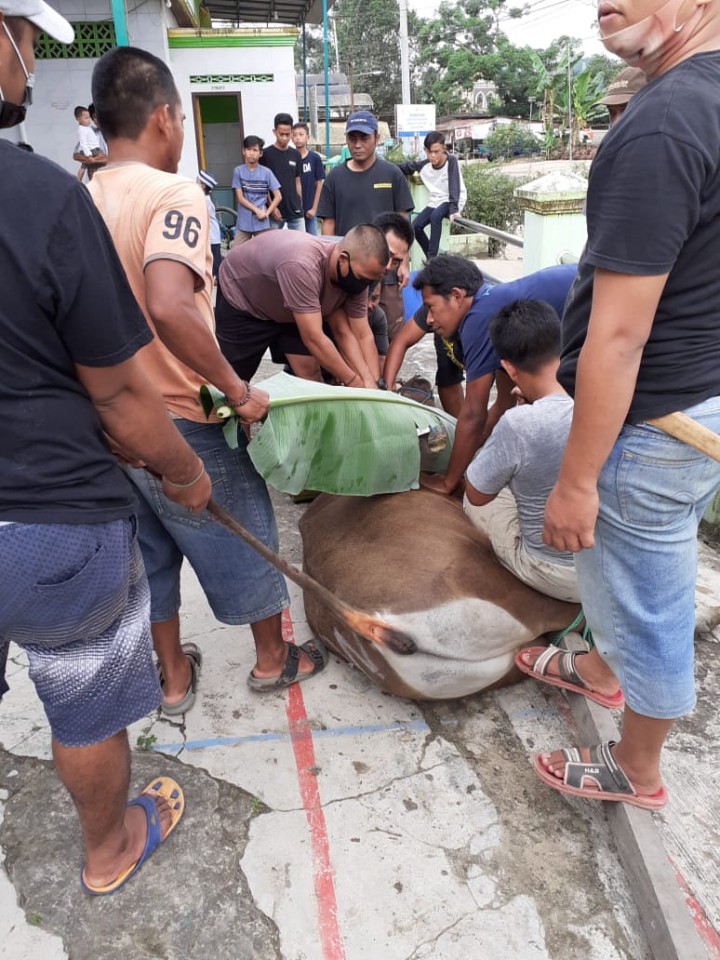 Kelurahan Tani Aman hewan Kurban yang dipotong  pada laporan Sementara 19 Sapi dan 13 Kambing