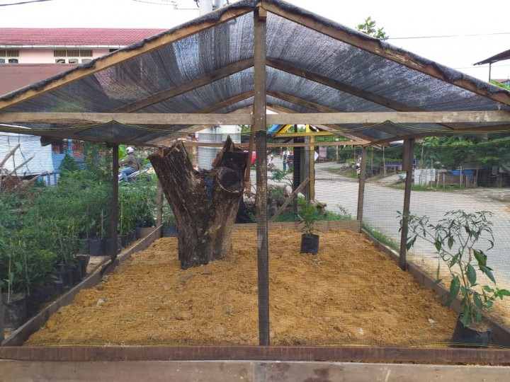 training of trainer to urban farming pelatihan budidaya CABAI & HIDROPONIK tanggal 12 - 15 November 2019