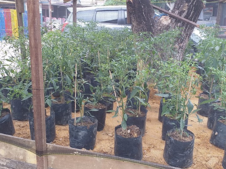 training of trainer to urban farming pelatihan budidaya CABAI & HIDROPONIK tanggal 12 - 15 November 2019
