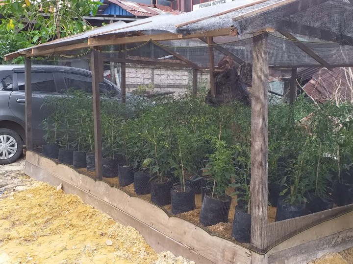 training of trainer to urban farming pelatihan budidaya CABAI & HIDROPONIK tanggal 12 - 15 November 2019