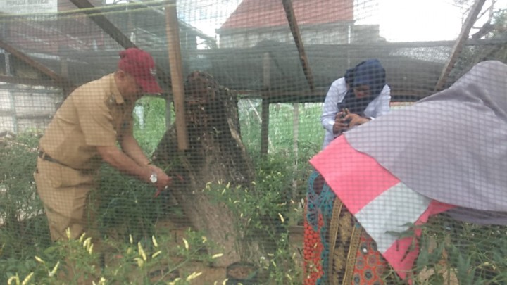 Panen cabe binaan di RT.008 Kelurahan Temindung Permai dari Bank Indonesia