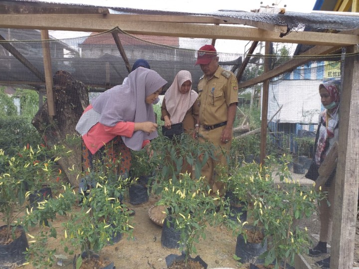 Panen cabe binaan di RT.008 Kelurahan Temindung Permai dari Bank Indonesia
