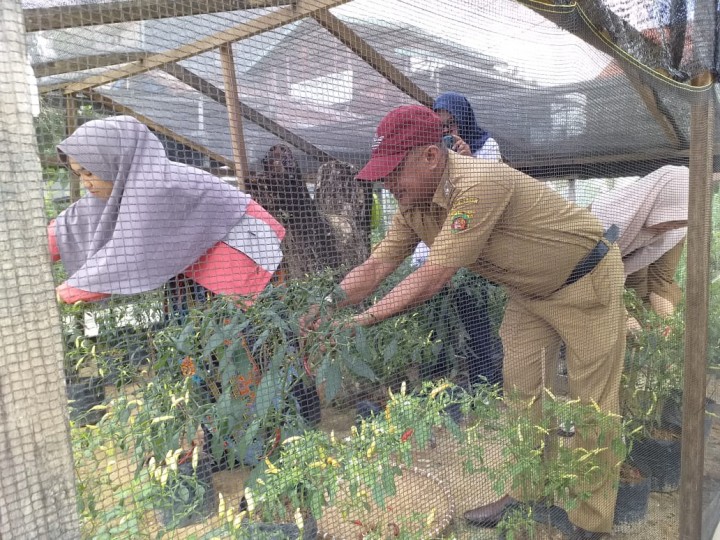 Panen cabe binaan di RT.008 Kelurahan Temindung Permai dari Bank Indonesia
