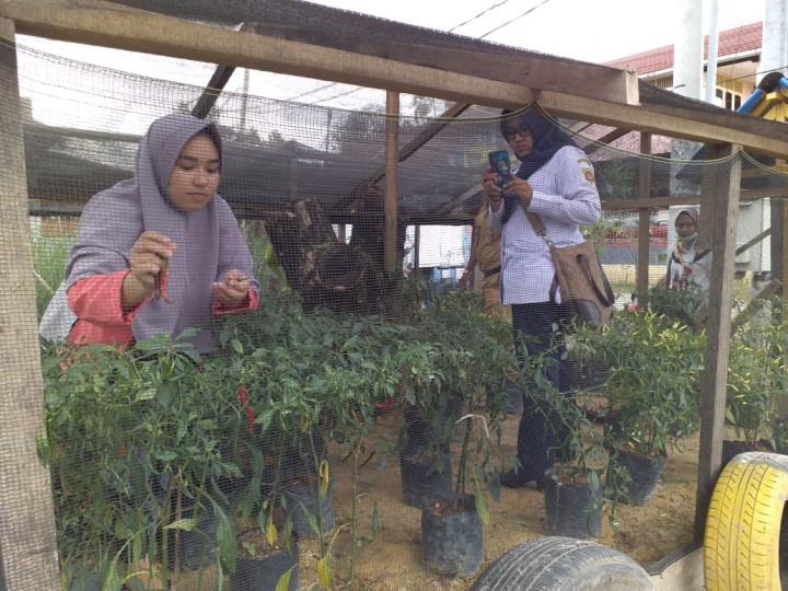 Panen cabe binaan di RT.008 Kelurahan Temindung Permai dari Bank Indonesia