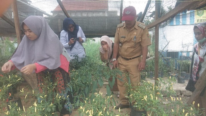 Panen cabe binaan di RT.008 Kelurahan Temindung Permai dari Bank Indonesia