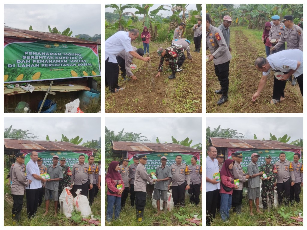 Penanaman Jagung Serentak Kuartal IV dan Penanaman Jagung di Lahan Perhutanan Sosial