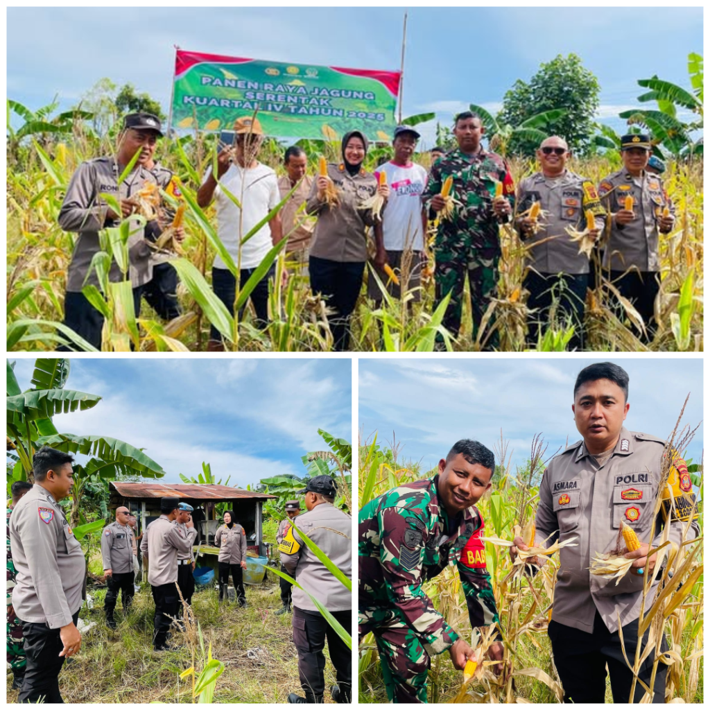 Panen Raya Jagung