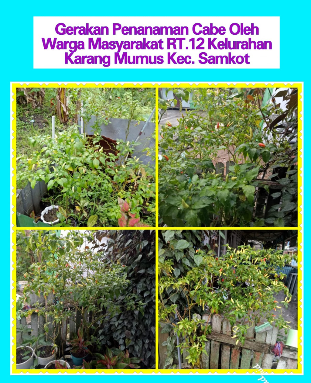 Gerakan Penanaman Cabe Oleh Warga RT.12 Kelurahan Karang Mumus