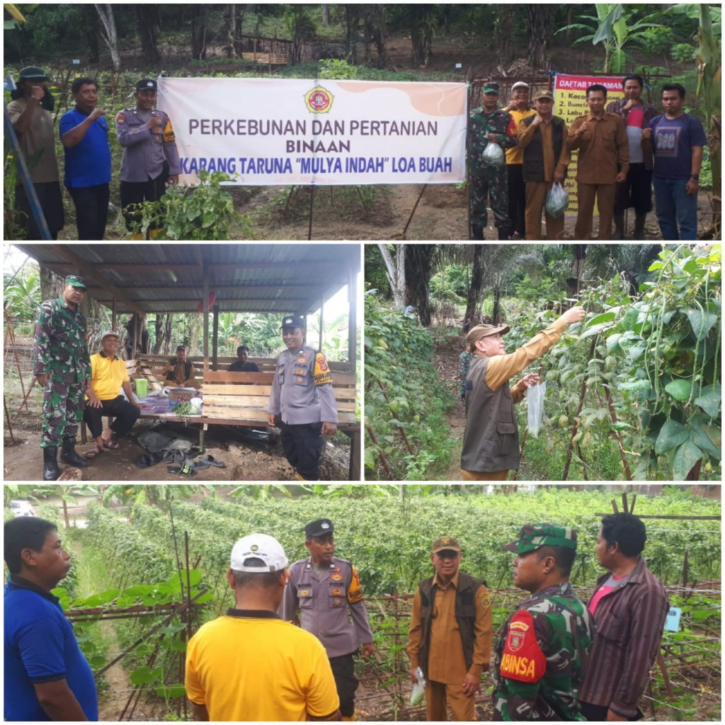PANEN TANAMAN DI KEBUN BINAAN KARANG TARUNA LOA BUAH
