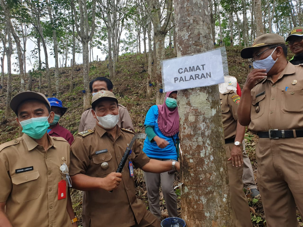 Senin, 05 April 2021 Sadap Karet di Kelompok Tani Pada Elo RT 9 Kelurahan Bantuas Kecamatan Palaran