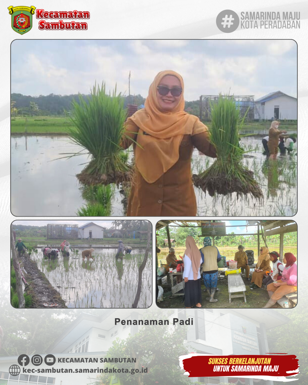 Penanaman Padi di Wilayah Kelurahan Pulau Atas