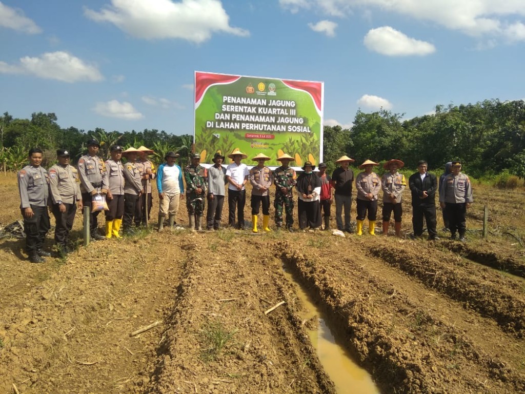 Penanaman Jagung Serentak Kuartal III di Makroman Dorong Kemandirian Pangan