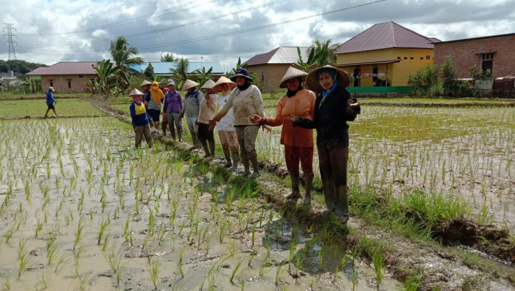 Kegiatan Serentak Tanam Padi di Wilayah  RT 010 dan Kampung KB Taman HatoiRT  013, 014,015 dan 20 Jl Tani Subur Kelurahan Tani Aman