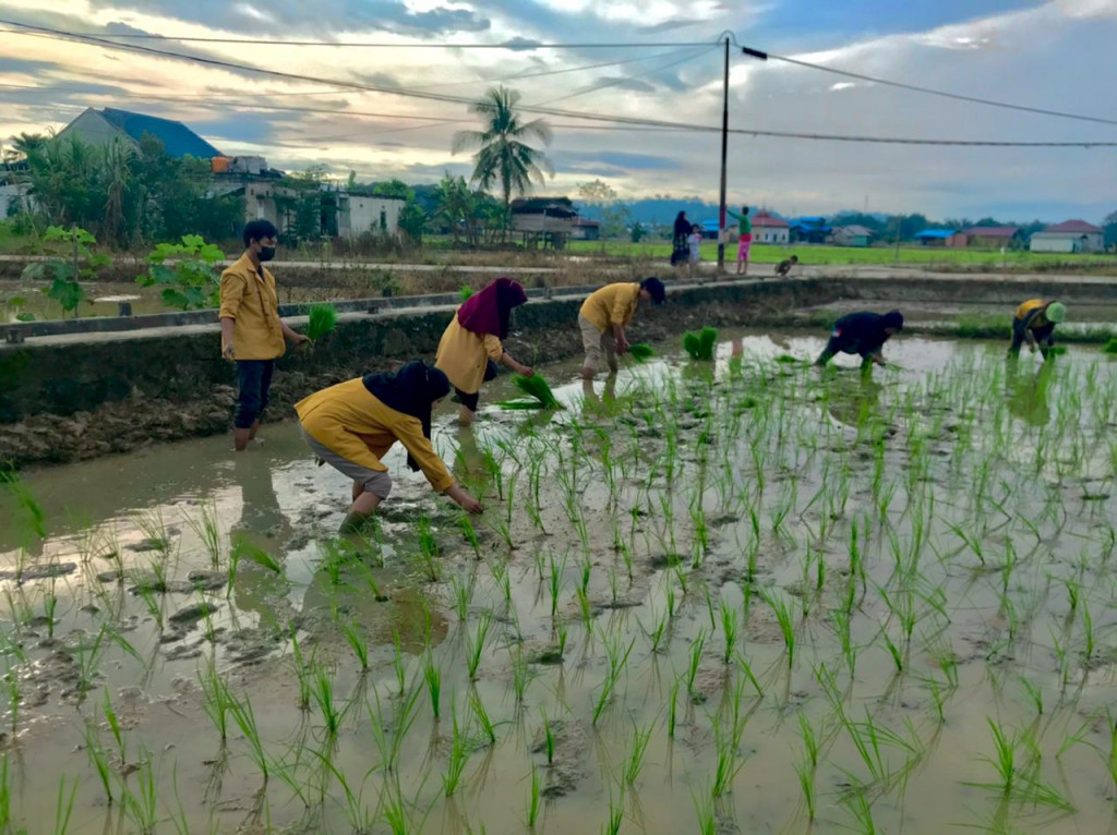 Mahasiswa KKN 47 Universitas Mulawarman Kelompok 05 Samarinda Bantu Petani Menanam Padi.