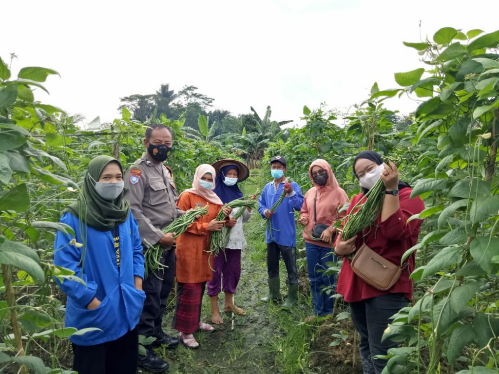 Panen Kacang Panjang bersama di Wilayah Kampung KB Taman Hati Rt 13 Kelurahan Tani Aman
